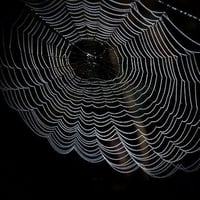cobweb-network-spider-dewdrop-preview